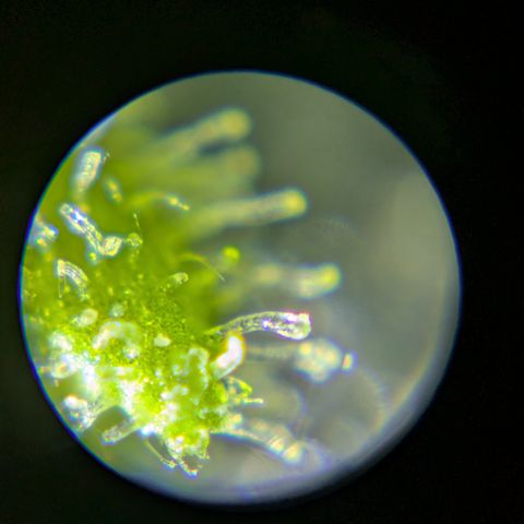 #1 Special Queen growlog timeline photo
