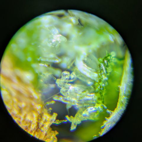 #2 Special Queen  growlog timeline photo