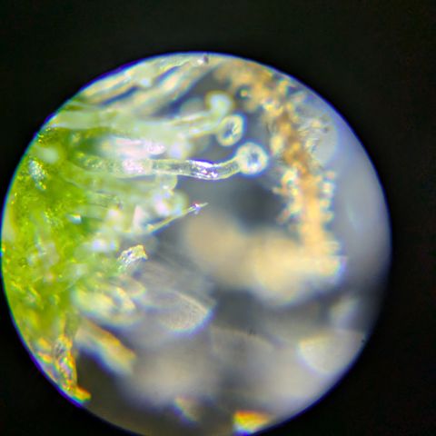 #2 Special Queen  growlog timeline photo