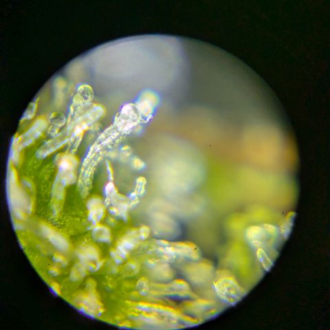 #2 Special Queen  growlog timeline photo