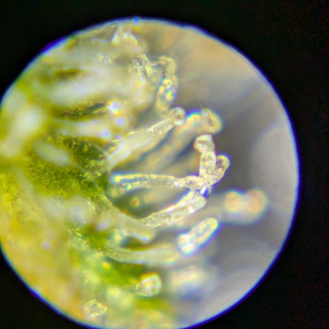 CHCLP growlog timeline photo