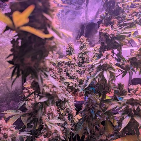 BLDRM growlog timeline photo