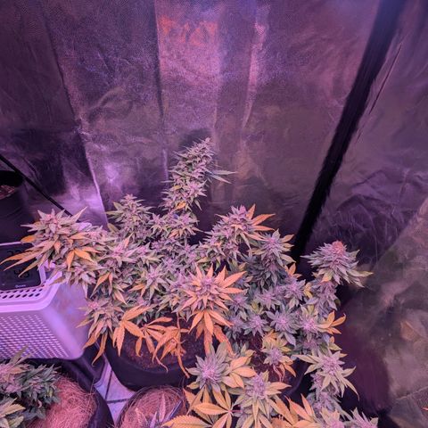 BLDRM growlog timeline photo