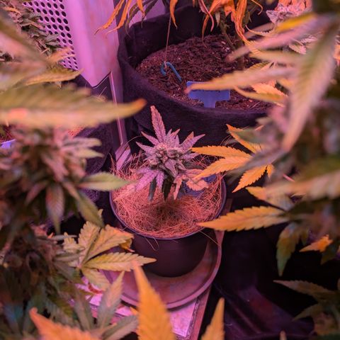 BLDRM growlog timeline photo