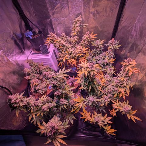 BLDRM growlog timeline photo