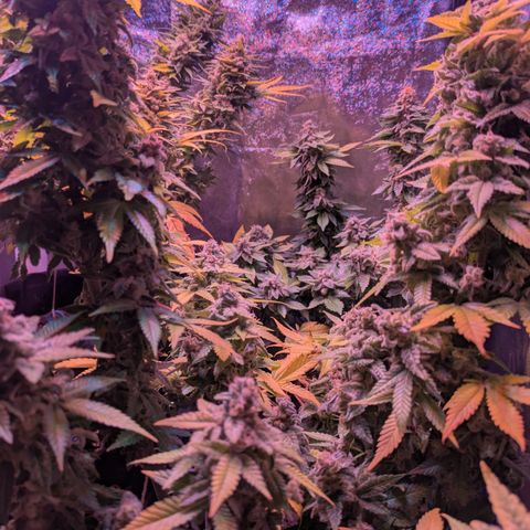 BLDRM growlog timeline photo