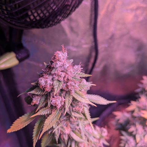 BLDRM growlog timeline photo