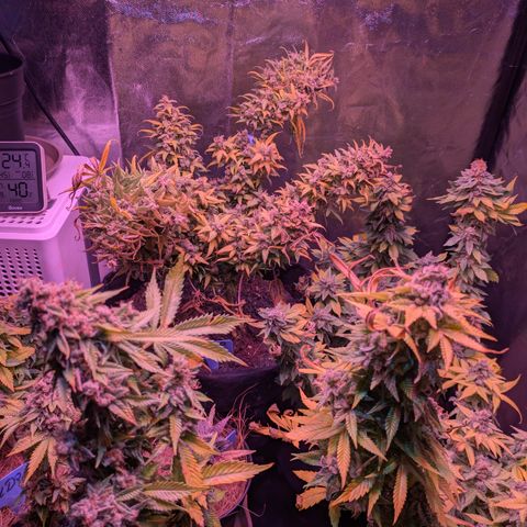 BLDRM growlog photo: Fast tod
