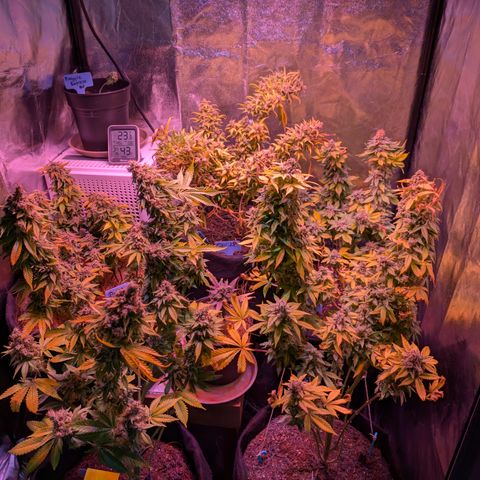 BLDRM growlog photo: Fast tod