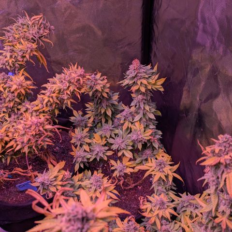 BLDRM growlog photo: Fast tod
