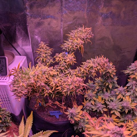 BLDRM growlog photo: Fast tod