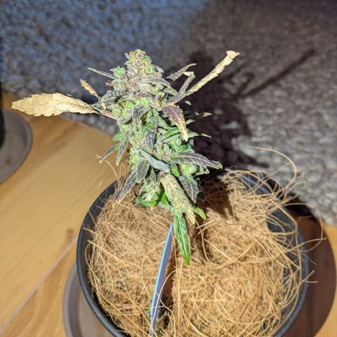 Sour Diesel growlog timeline photo