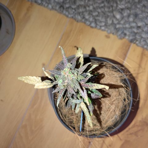 Sour Diesel growlog timeline photo