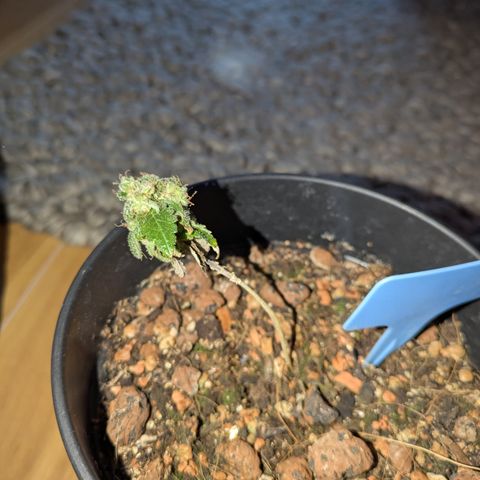 #1 Pineapple Express growlog timeline photo