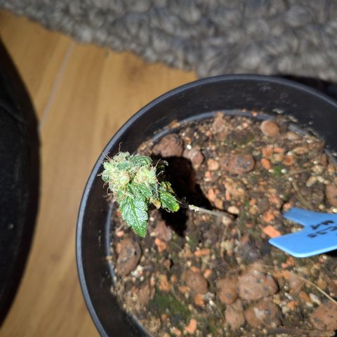 #1 Pineapple Express growlog timeline photo