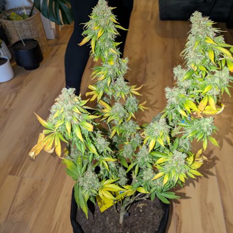 #2 Special Queen  growlog timeline photo