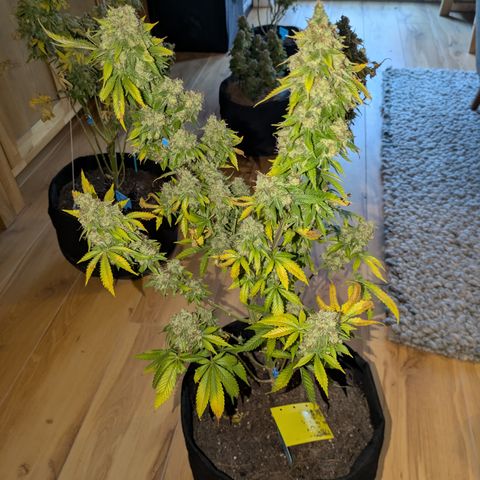 #2 Special Queen  growlog timeline photo