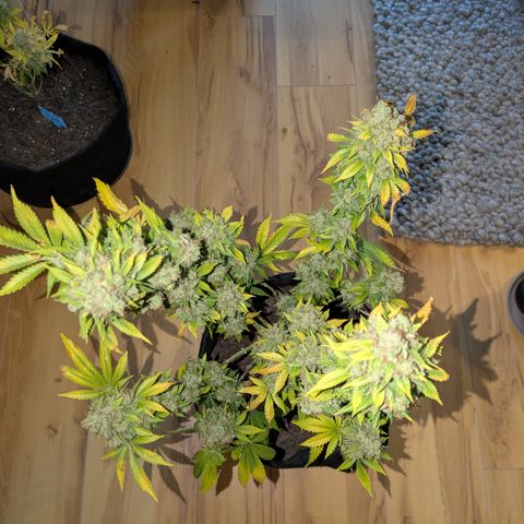 #2 Special Queen  growlog timeline photo