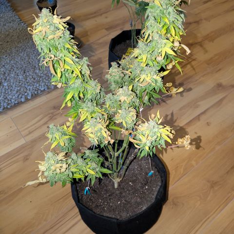 #1 Special Queen growlog timeline photo