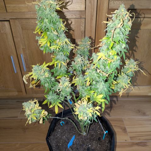 #1 Special Queen growlog timeline photo