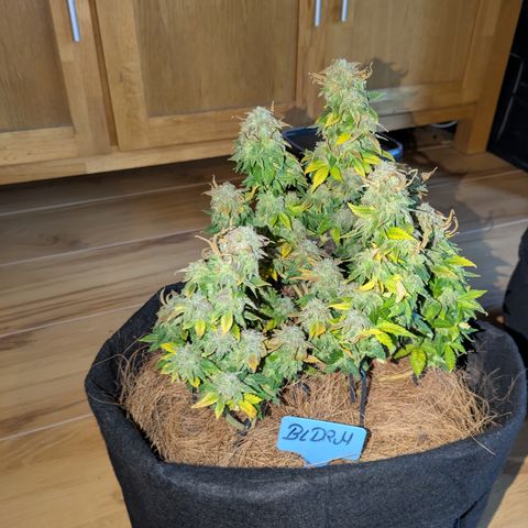 BLDRM growlog timeline photo