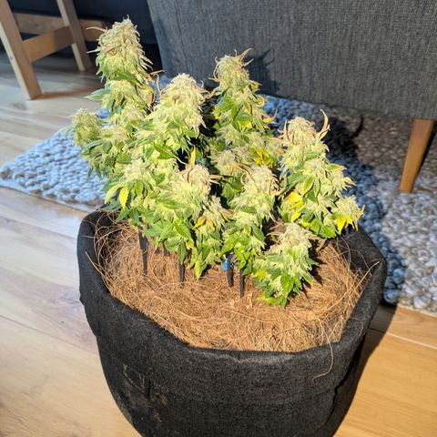 BLDRM growlog timeline photo