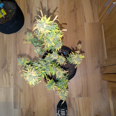 #1 Special Queen growlog timeline photo