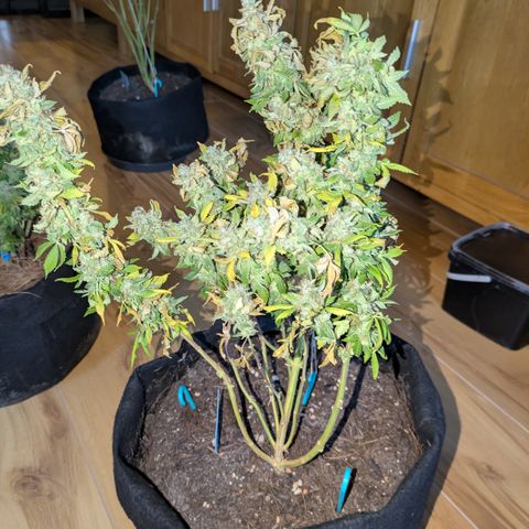 #2 PINEX growlog timeline photo