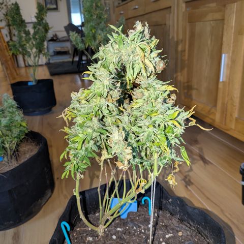 #2 PINEX growlog timeline photo