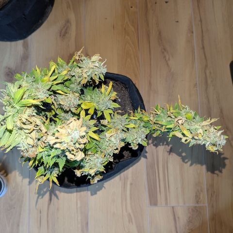 #2 PINEX growlog timeline photo