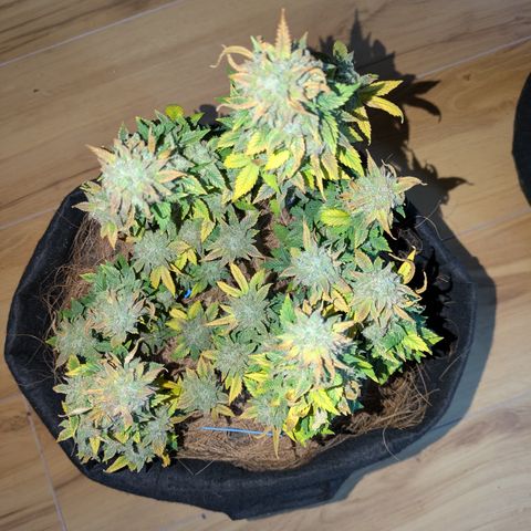 BLDRM growlog timeline photo