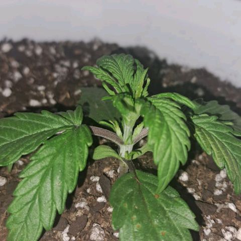Cherry banana growlog timeline photo