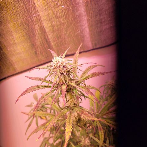 Cherry banana growlog timeline photo