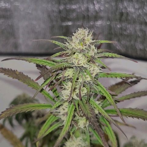 Cherry banana growlog timeline photo