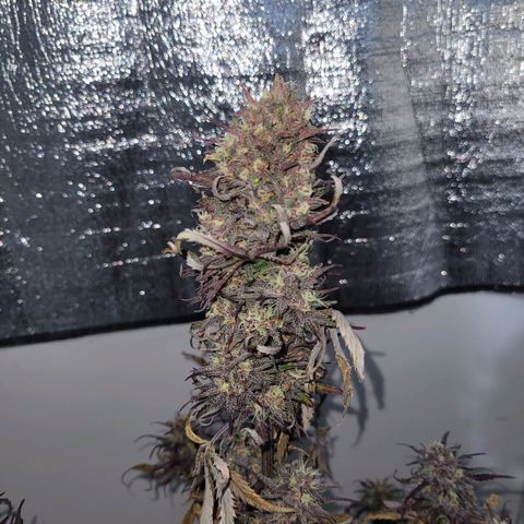 Cherry banana growlog timeline photo