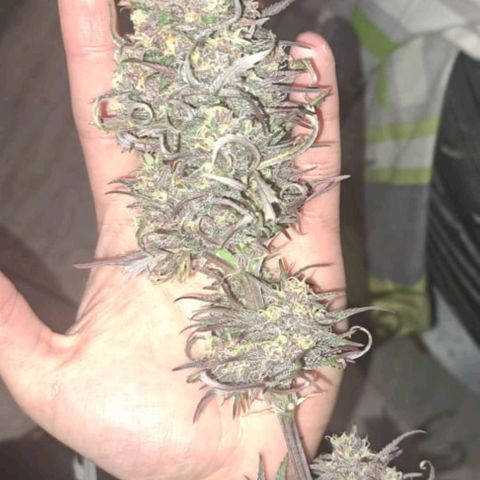 Cherry banana growlog timeline photo