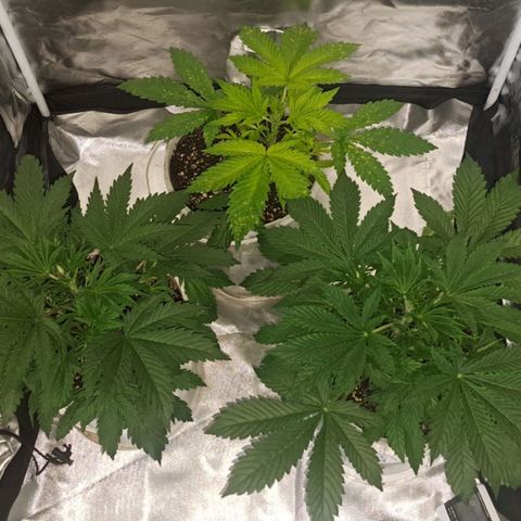 cherry banana v2 growlog timeline photo