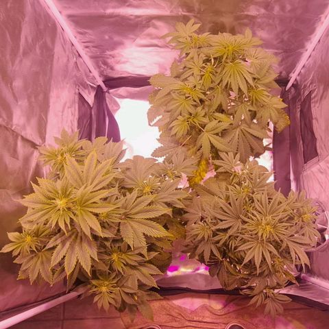 cherry banana v2 growlog timeline photo