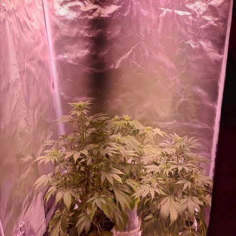 cherry banana v2 growlog timeline photo
