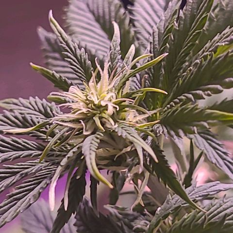 cherry banana v2 growlog timeline photo