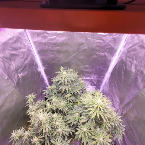cherry banana v2 growlog timeline photo