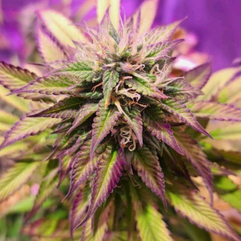 cherry banana v2 growlog timeline photo