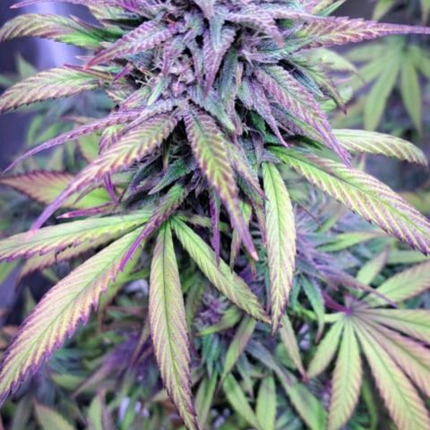 cherry banana v2 growlog timeline photo