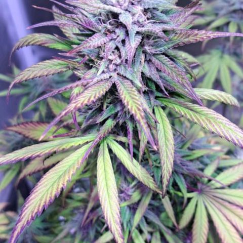 cherry banana v2 growlog timeline photo