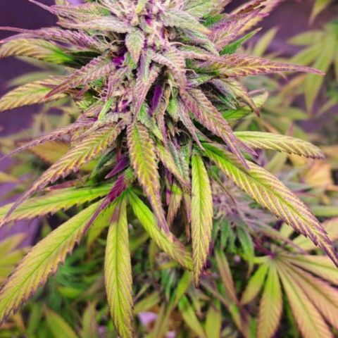 cherry banana v2 growlog timeline photo