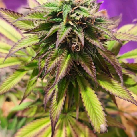 cherry banana v2 growlog timeline photo