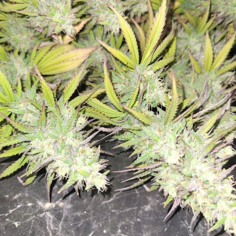 cherry banana v2 growlog timeline photo