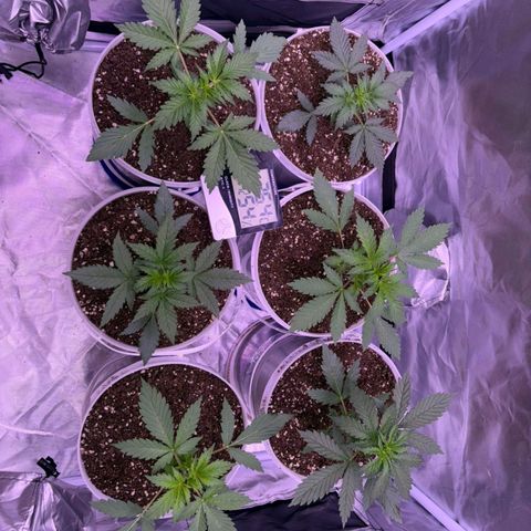white delicius, mk kush y weeding scout growlog timeline photo