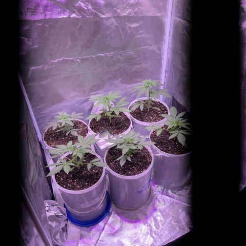 white delicius, mk kush y weeding scout growlog timeline photo