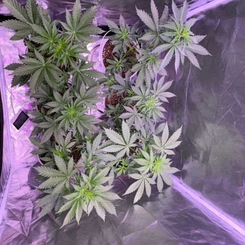white delicius, mk kush y weeding scout growlog timeline photo